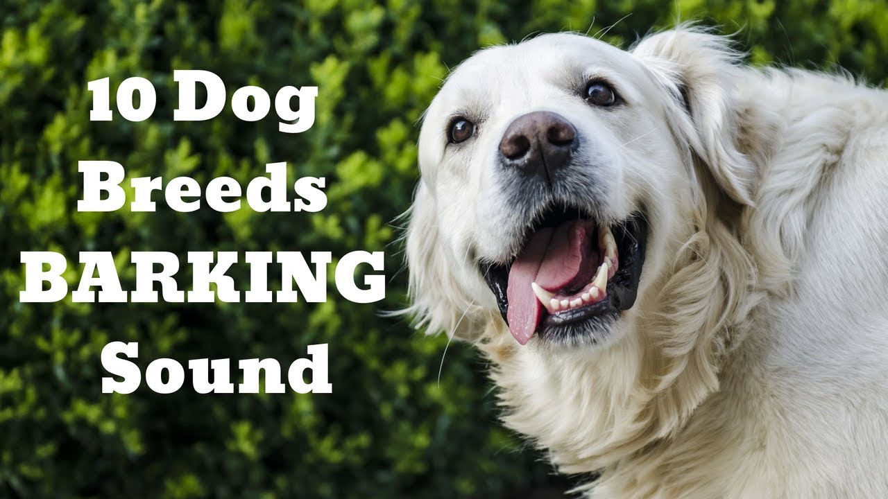 Dogs barking | 10 Dog Breeds BARKING HD Sound