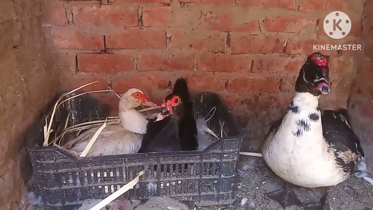 البطتين🦆🦆 رقدوا مع بعض👌 تعالوا شوفوا عملت ايه معاهم🐤 بط ام فيلو🤗