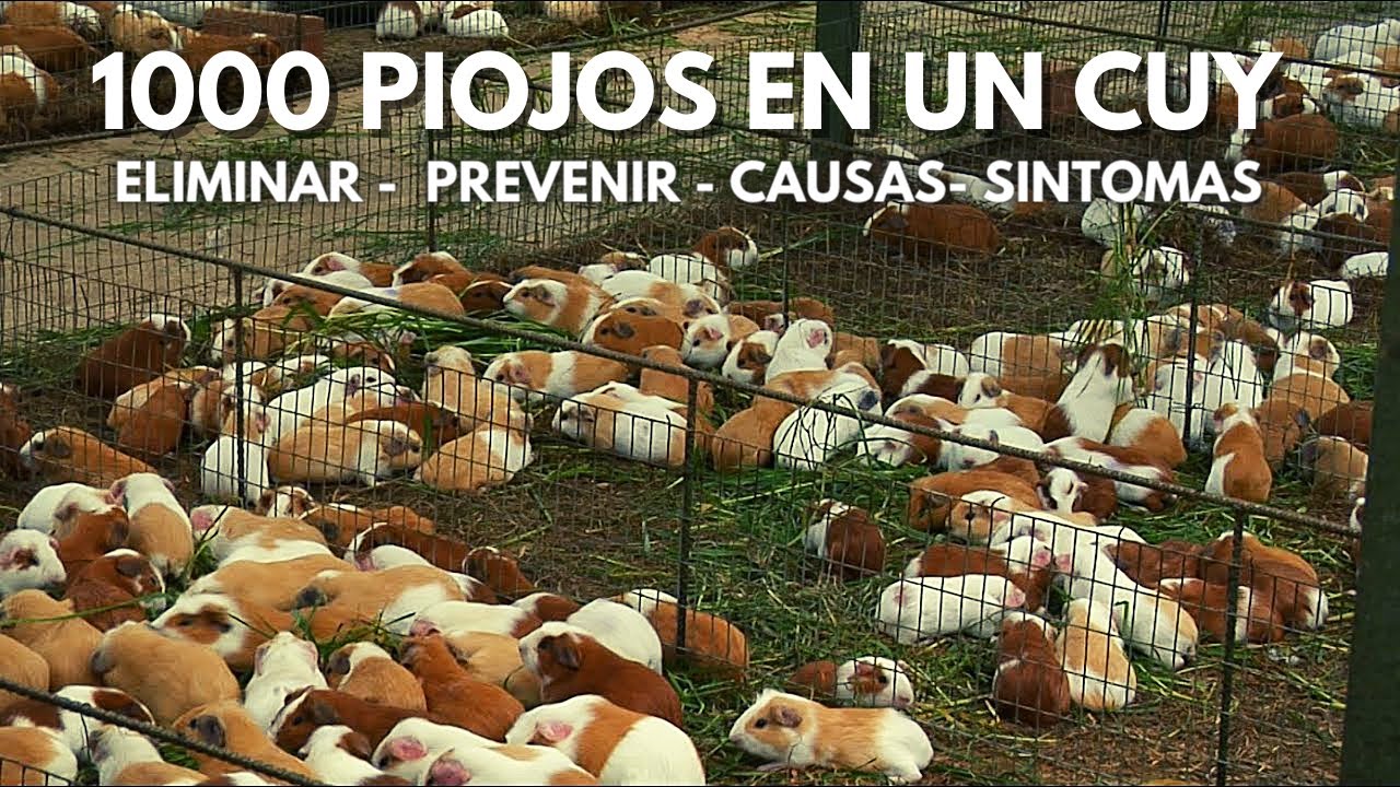 Como Eliminar Y Prevenir Para Siempre,  Piojos En Cuyes