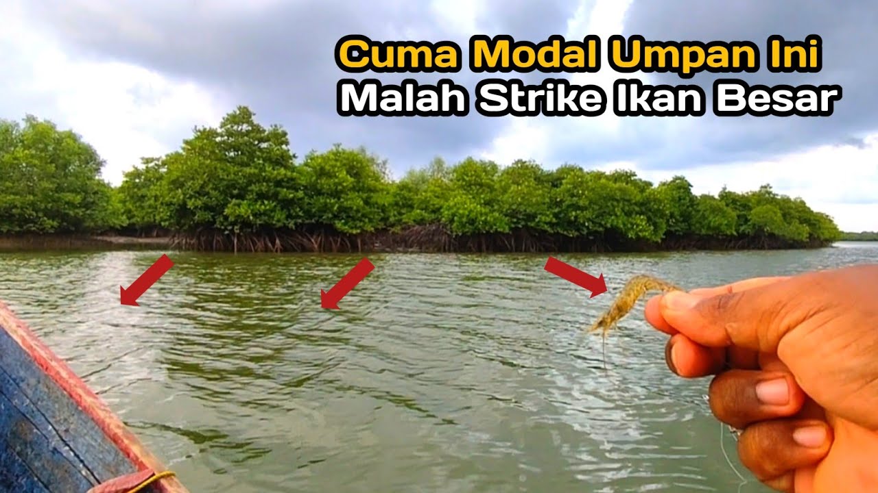 Mancing Di Muara Cuma Modal Umpan Ini Malah Strike Ikan Besar