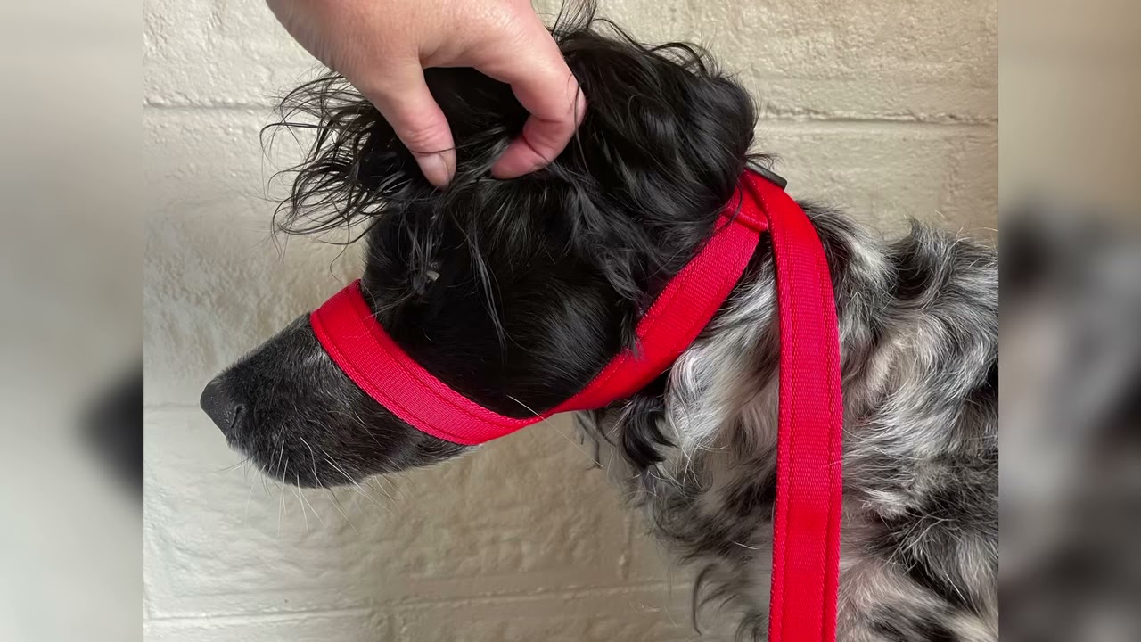 Fitting the figure 8 slip lead head collar | Meg Heath