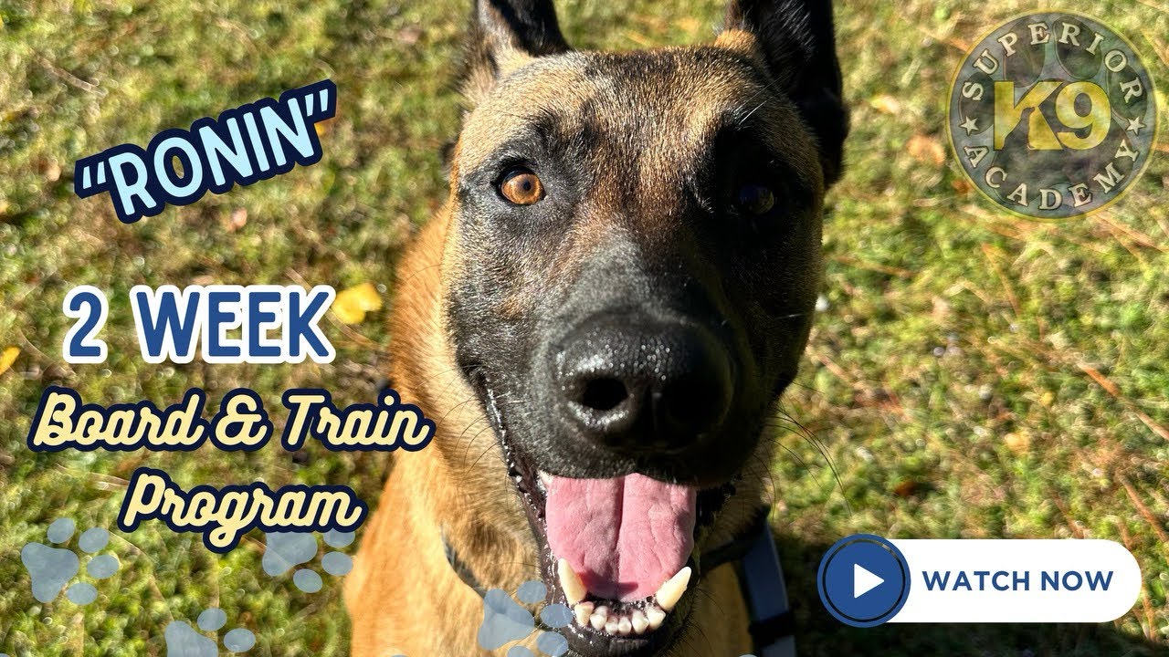 Reactive Belgian Malinois “Ronin” 2 Week Board & Train Program | Fearful & Nervy | FL Dog Trainers