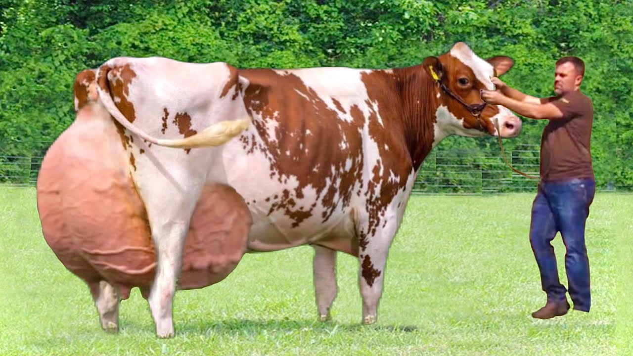 Red and white holstein friesian☀️highest milking cows in the world☀️girolando☀️technology
