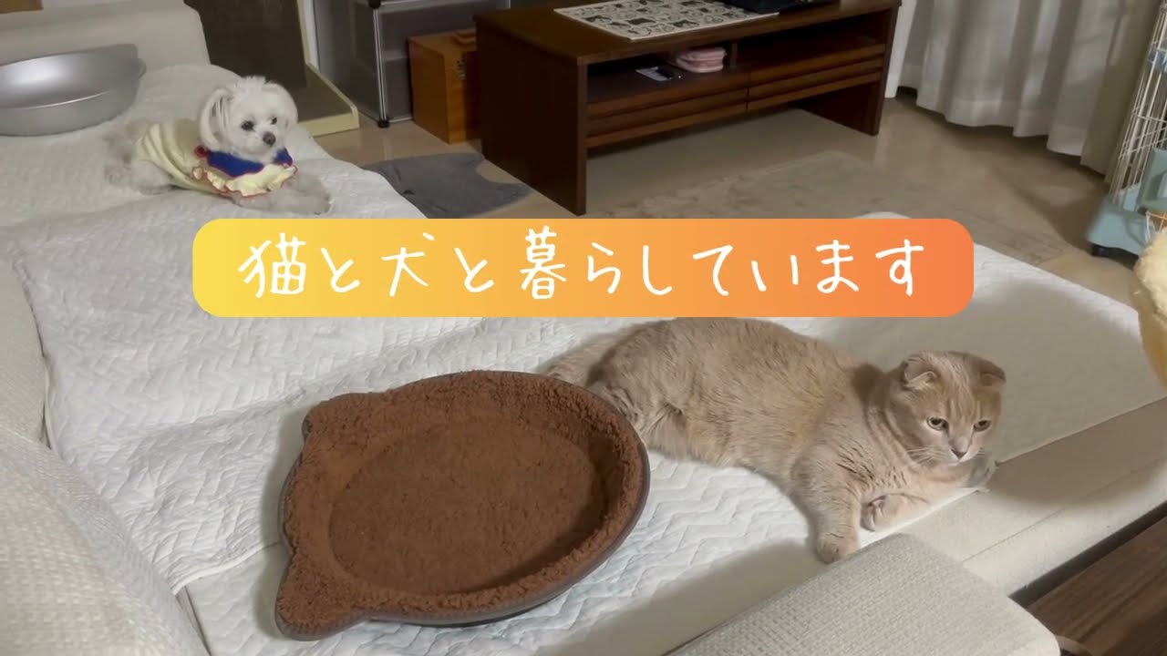 【猫と犬と暮らす】短足マンチカンとポメマルのゆる可愛すぎる日常#shorts #猫 #犬 #マンチカン#ポメマル#癒やし #尊い #chill#kawaii#猫と犬#cat#dog#ねこ