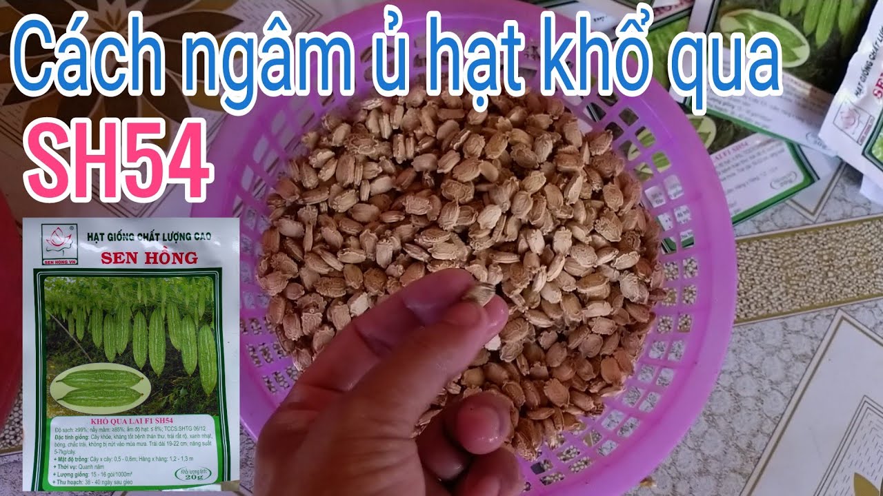 Kỹ thuật trồng khổ qua SH54: P1- Cách ngâm ủ hạt khổ qua