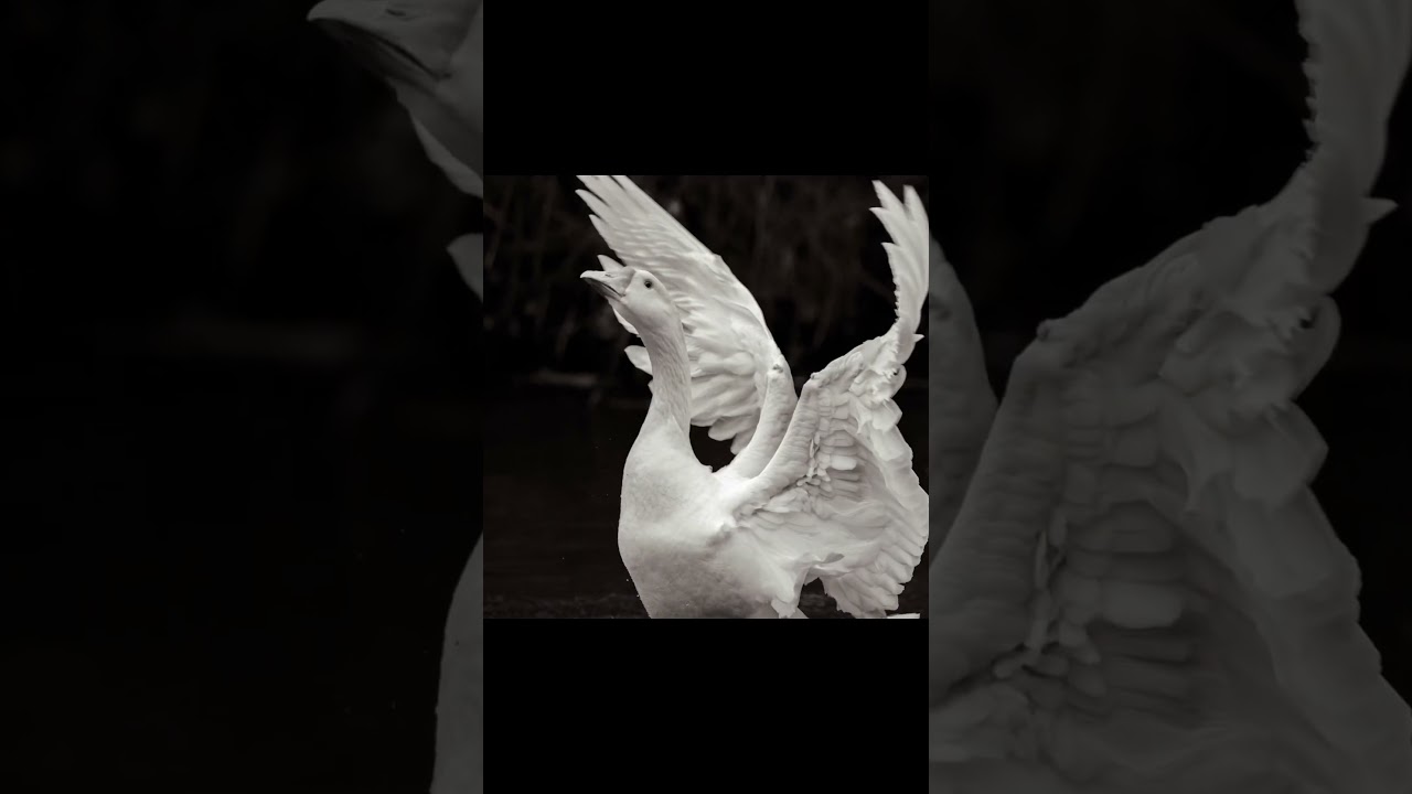 Goose as Angel😍 #birds #wildlife #wildlifecinematography #bird #wildlifefilmmaking #photography