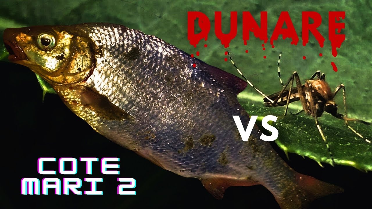 Pescuit la Dunăre pe cote și țânțari mari