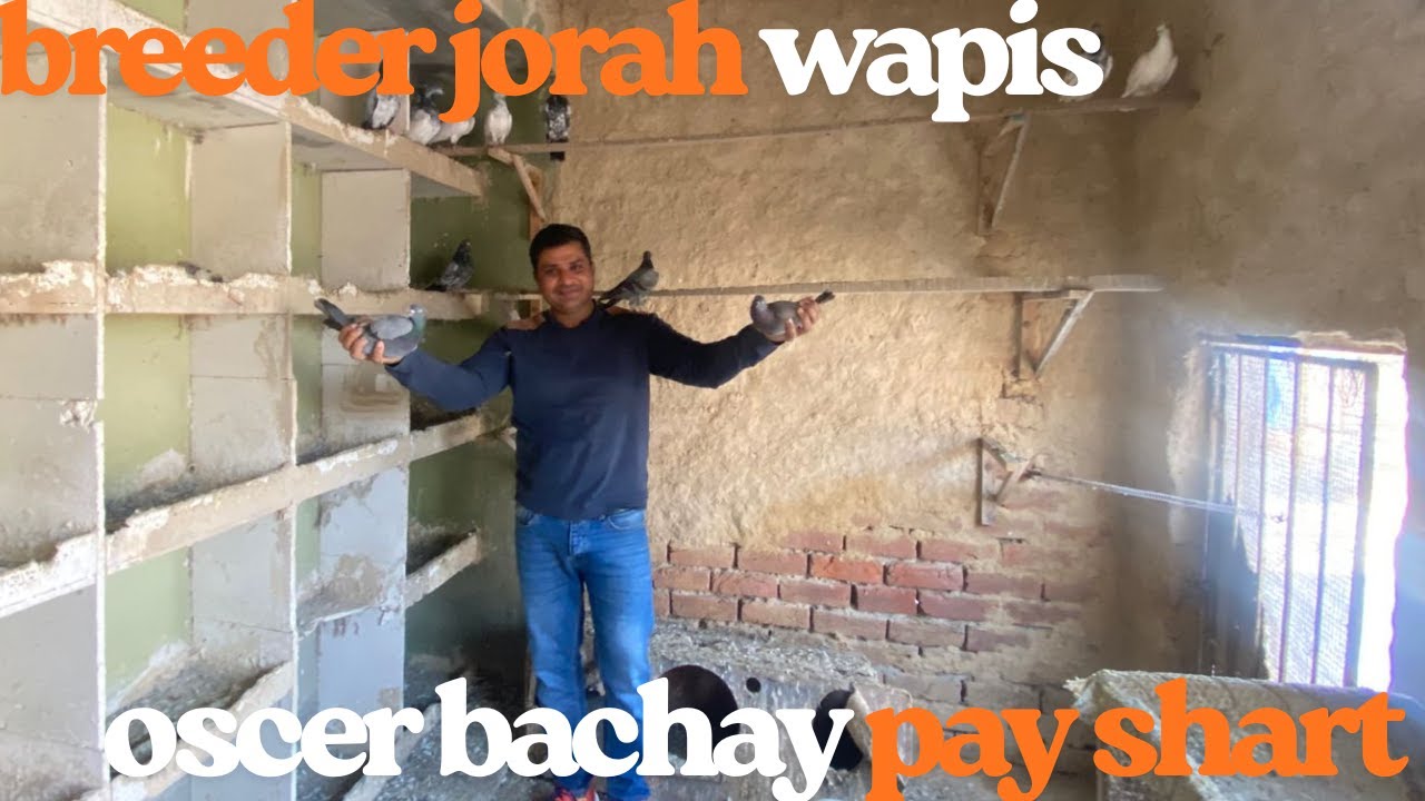 DOST SAY BACHA WAPIS LAY AYE JABU K OSCER BACHAY PAY SHART#pigeon #bird #viralvideo #kabootar #pets