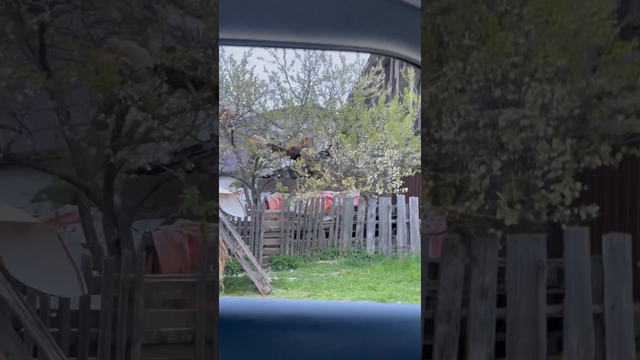 КУРЫ НА ДЕРЕВЕ после визита ЛИСЫ😱🫣#family #vlog #pets #cat #amstaff