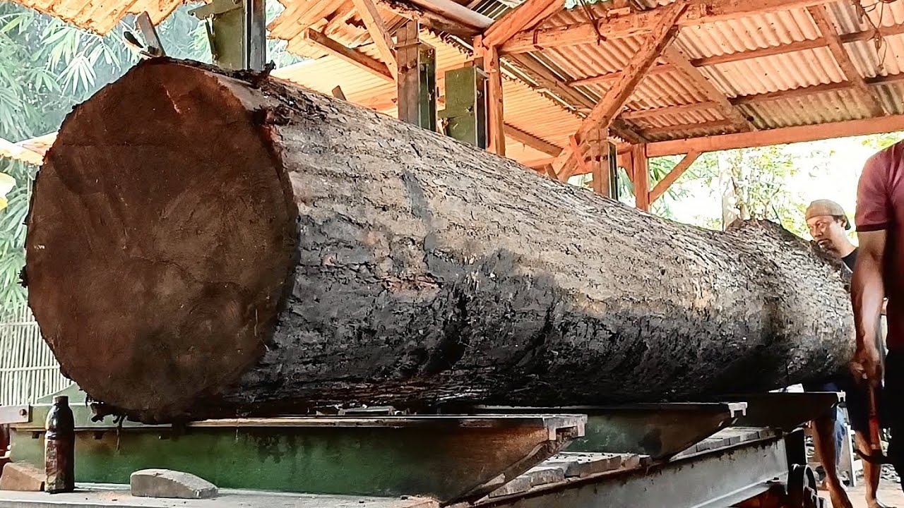 A Never-Before-Seen Tree Sawing Technique || Large and extraordinary mahogany sawmill 