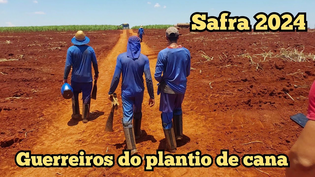 Plantio de cana 2024 no interior de são paulo