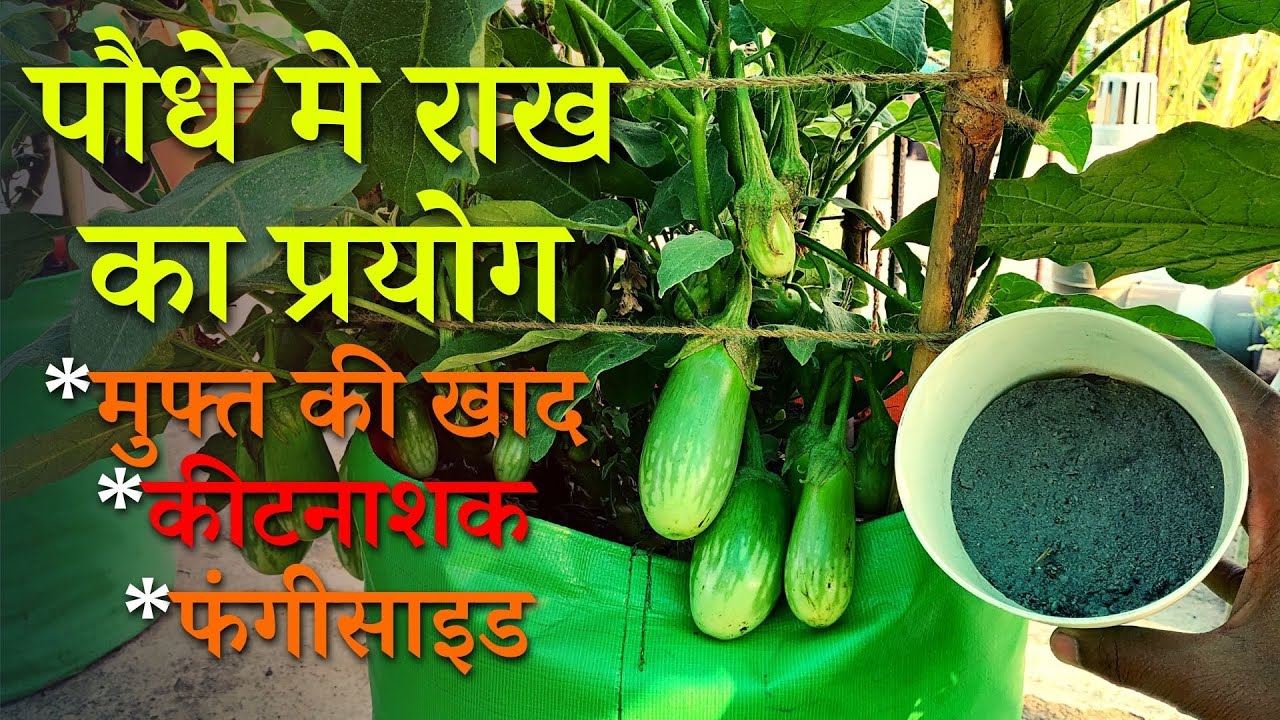 पौधों मे राख का प्रयोग, मुफ्त की खाद, कीटनाशक और फंगीसाइड | Use Of Wood Ash In Plants in Hindi