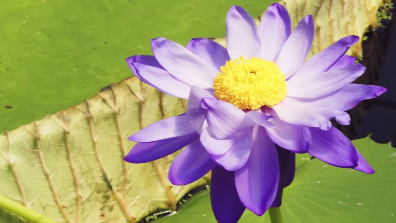 Самый крутой парк в Лондоне - Royal Botanic Gardens, Kew