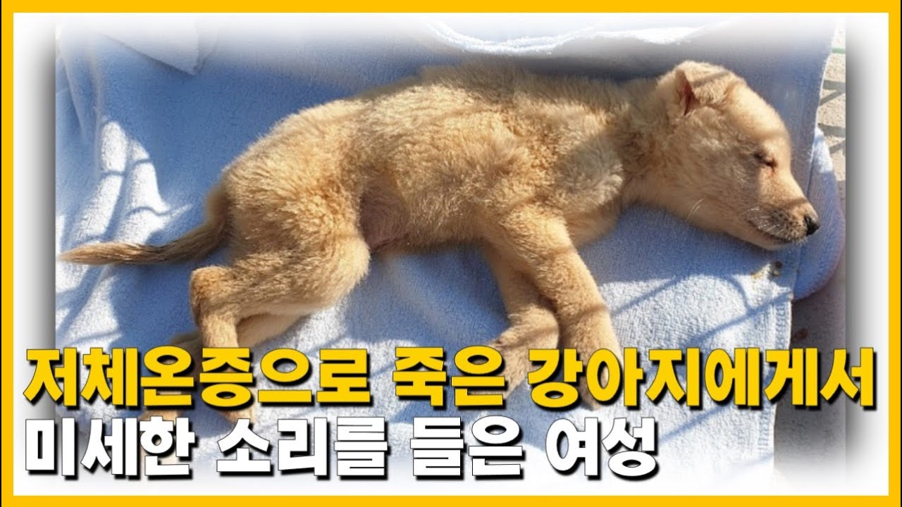 저체온증으로 죽은 강아지에게서 미세한 소리를 들은 여성