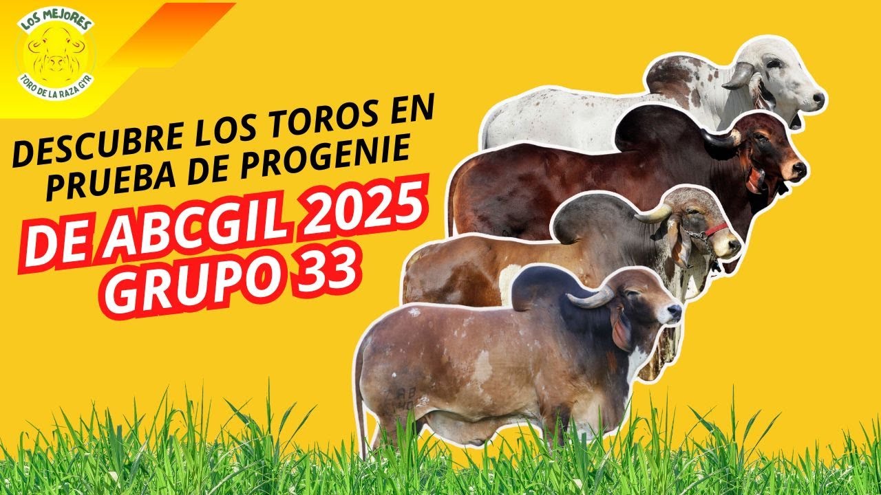 Descubre los Toros en Prueba de Progenie en ABCGIL - GRUPO 33