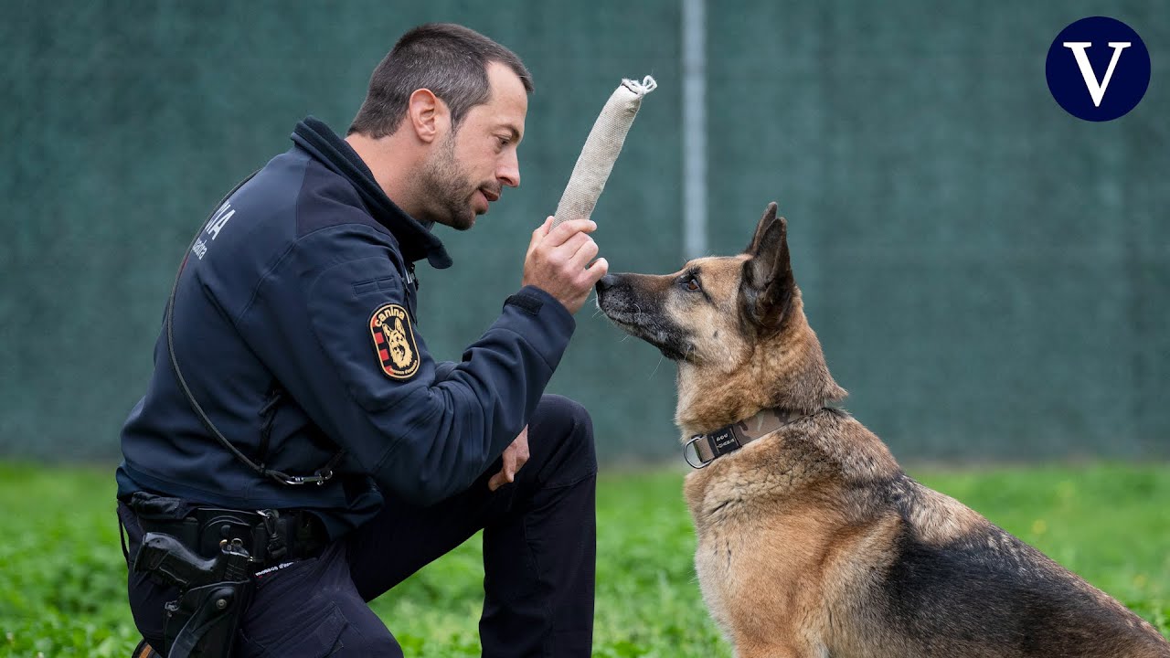 La patrulla canina de los Mossos cumple 30 años