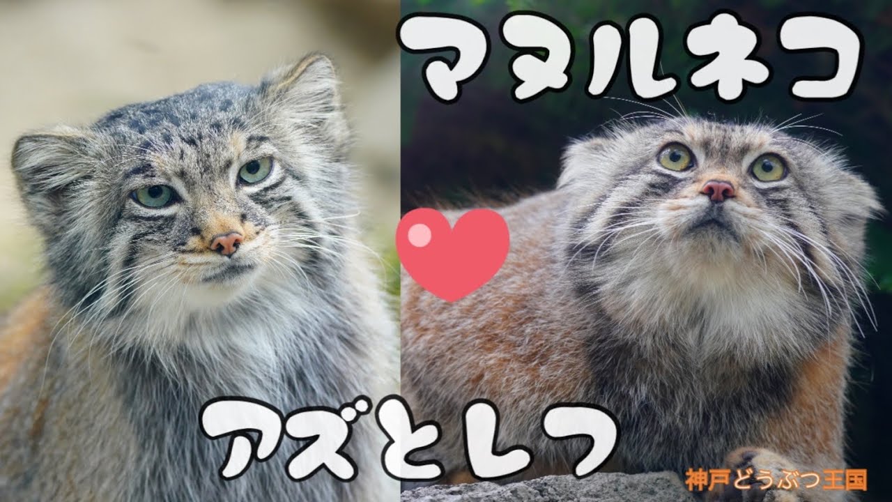 【神戸どうぶつ王国】マヌルネコ　アズとレフが急接近❣️