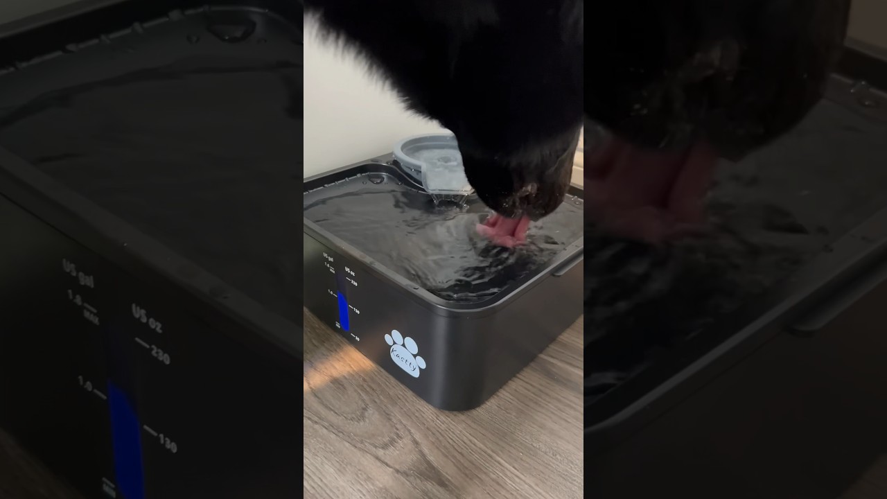 Pet water fountain #pets #dogs