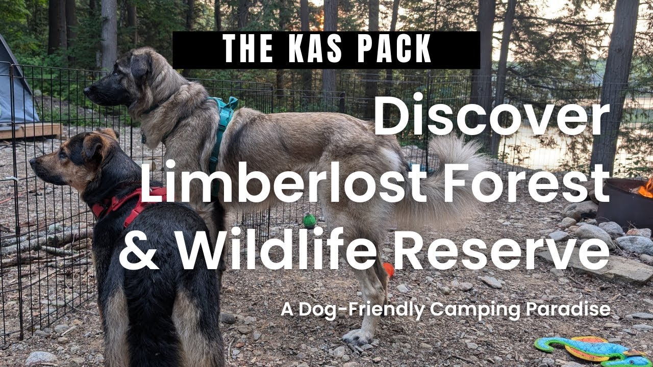 Discover Limberlost Forest & Wildlife Reserve: A Dog-Friendly Camping Paradise
