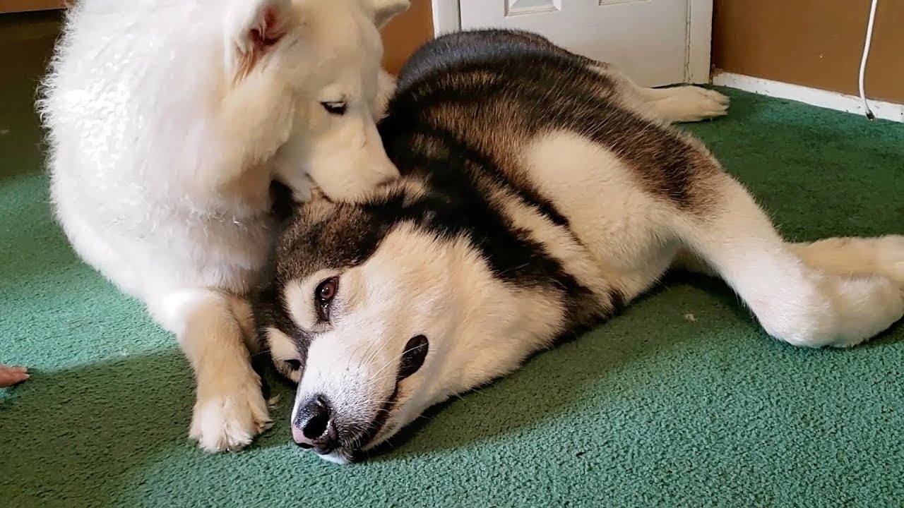 Husky Kisses Malamute