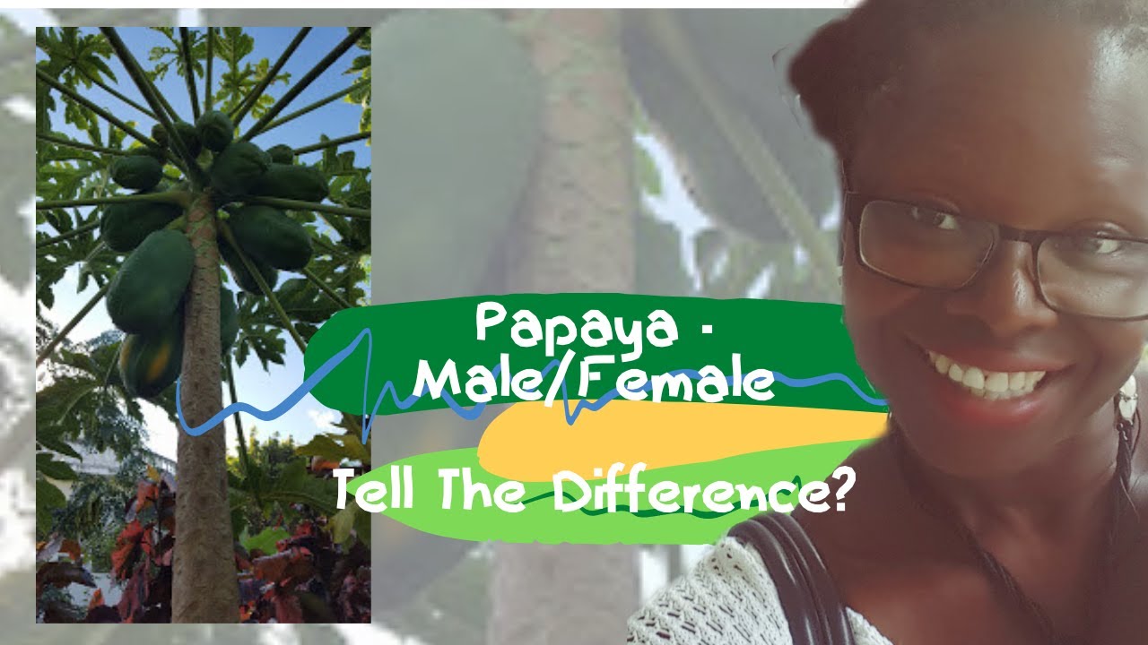 How to tell the difference between Male and Female Papaya Trees