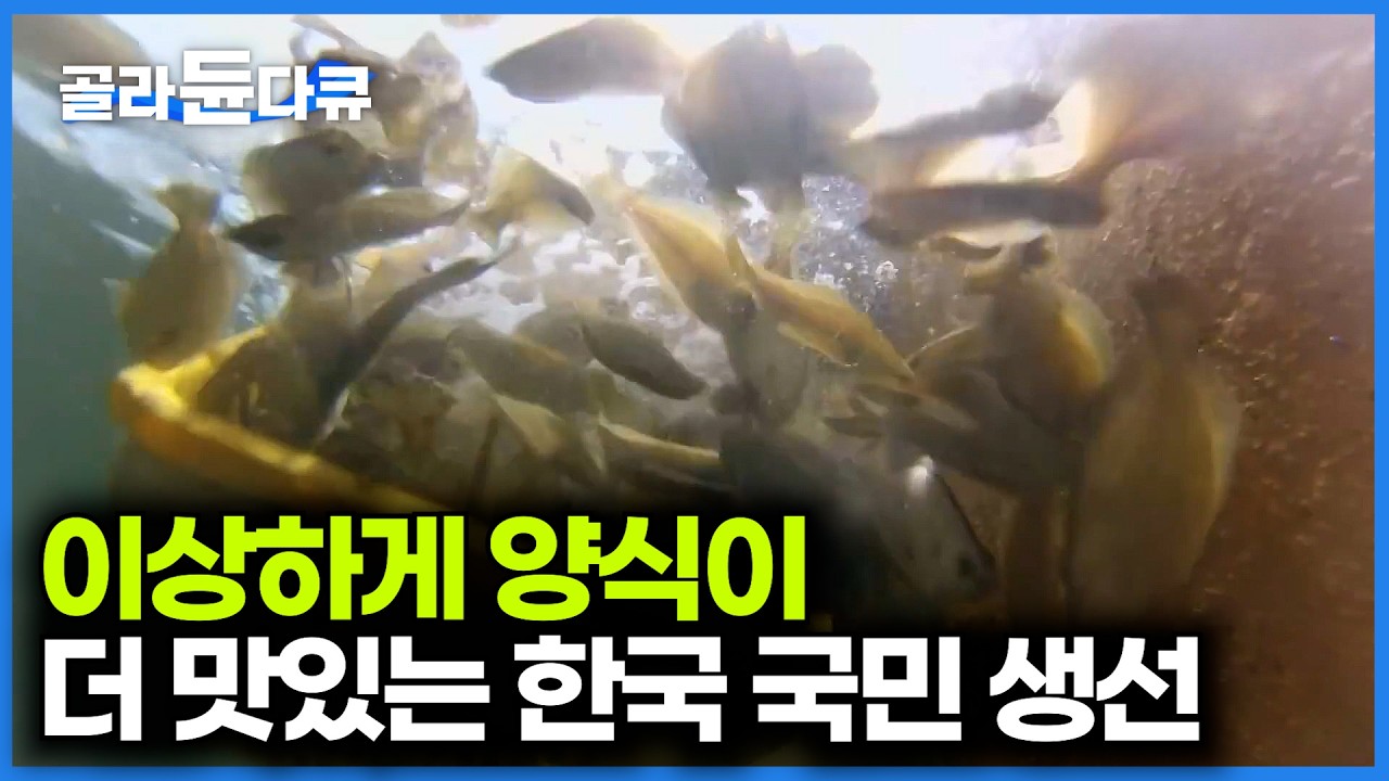 광어는 이상하게 양식이 더 맛있더라. 국민 횟감 양식장 찾아가봤더니｜극한직업｜#골라듄다큐