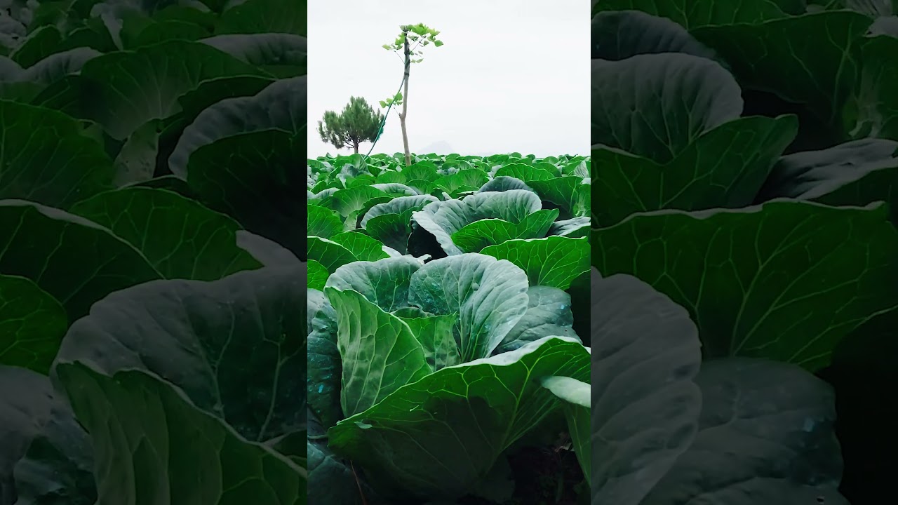 Here's where some of your cabbages are grown in Balili, Mankayan.