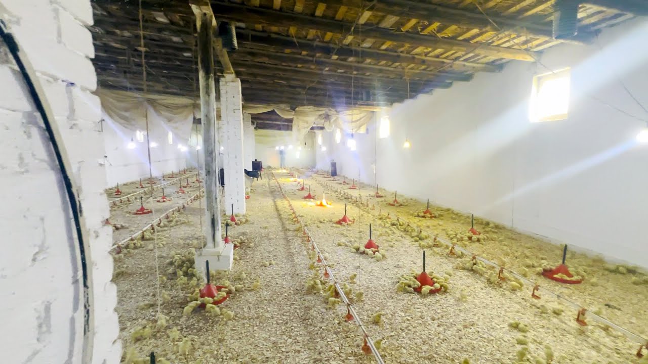 2500 М² паррандачилик фермаси сотилади, Шовот тумани Узункўл махалласи