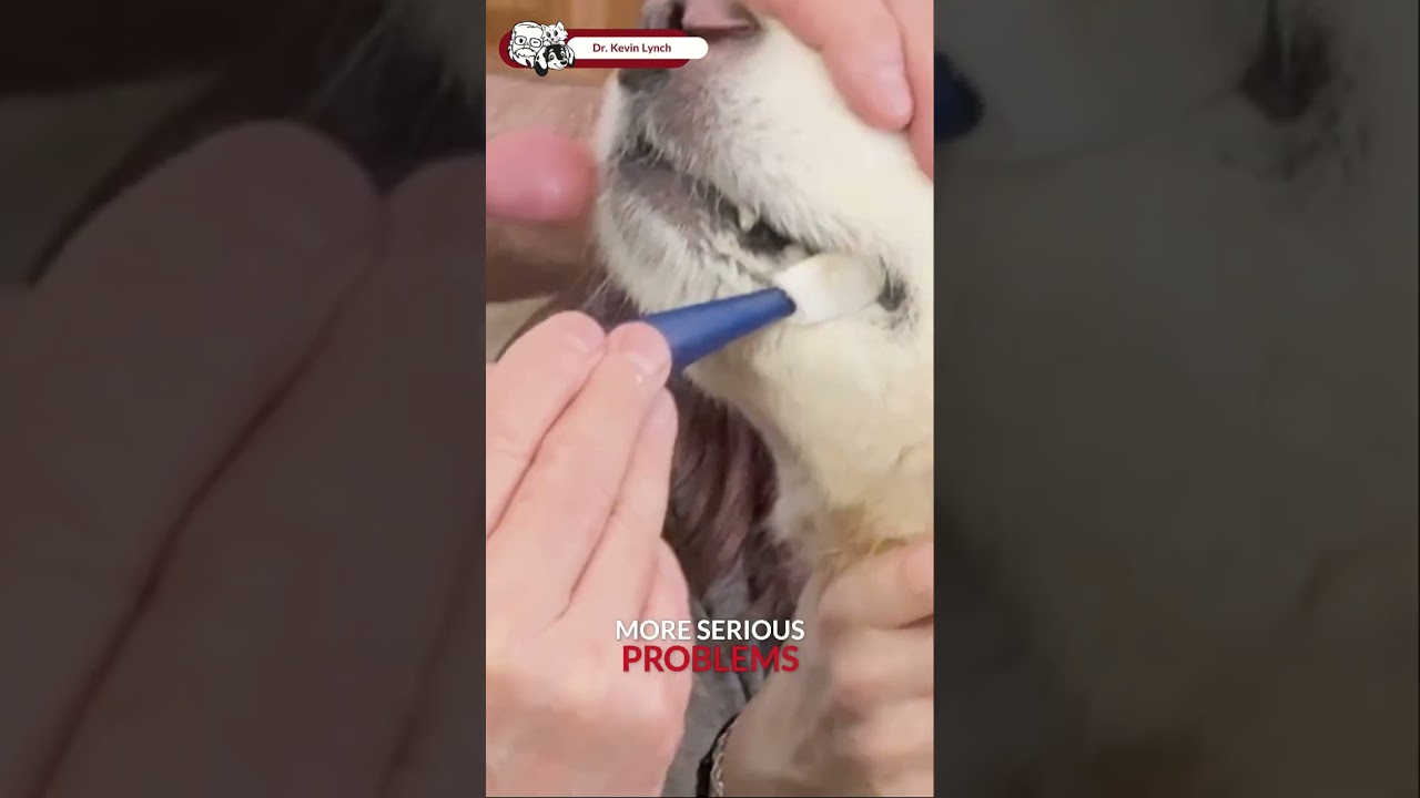 Episode 1: Most dogs have dental disease by age 3 #shorts #veterinarian #animals #veterinary #pets