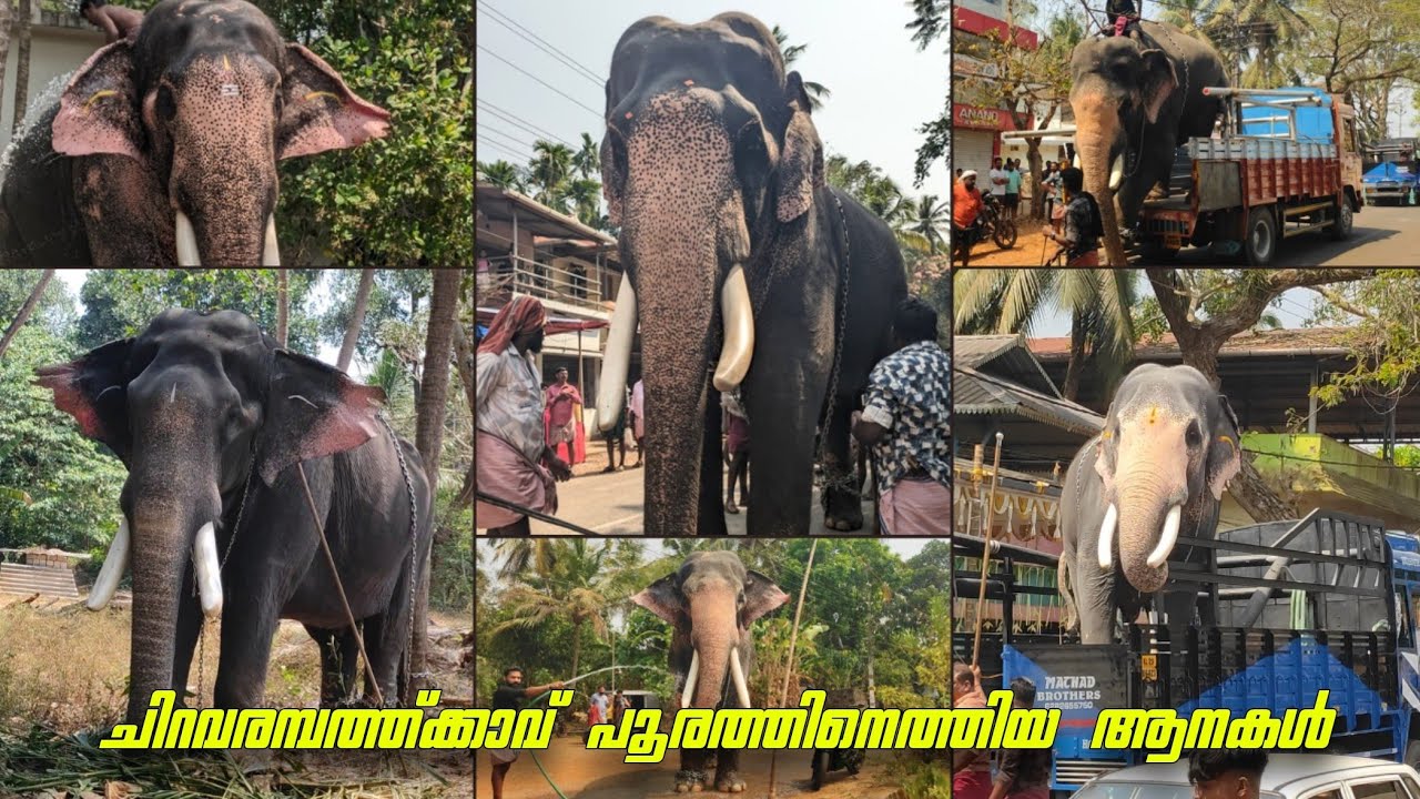 അരുവായി ചിറവരമ്പത്ത്ക്കാവ് പൂരത്തിന് എത്തിയ ആനകൾ 😍🥰Aruvayi Chiravarambathkaav pooram 2025 #elephant