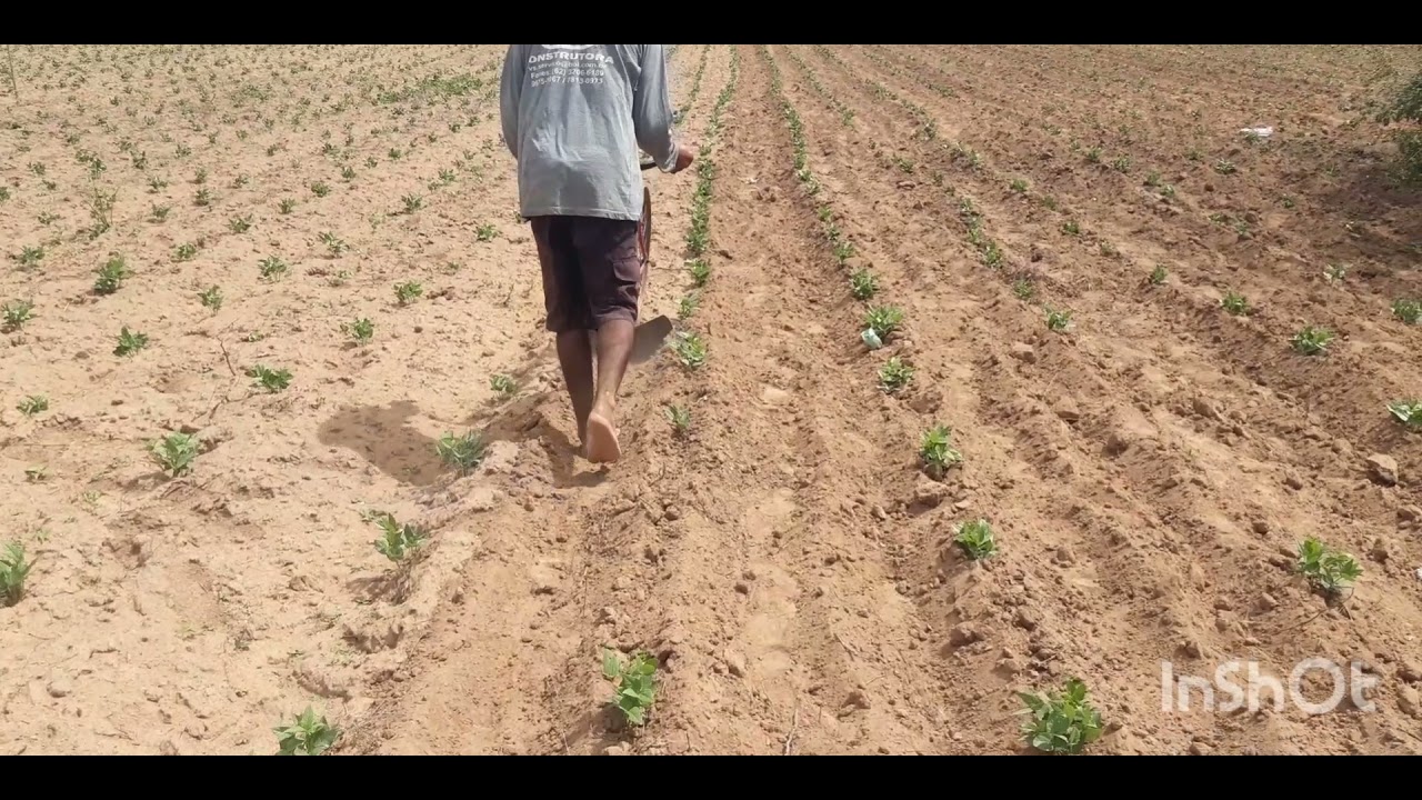 trabalhador no sertão faz uma nova ferramenta de trabalho para limpar mato.