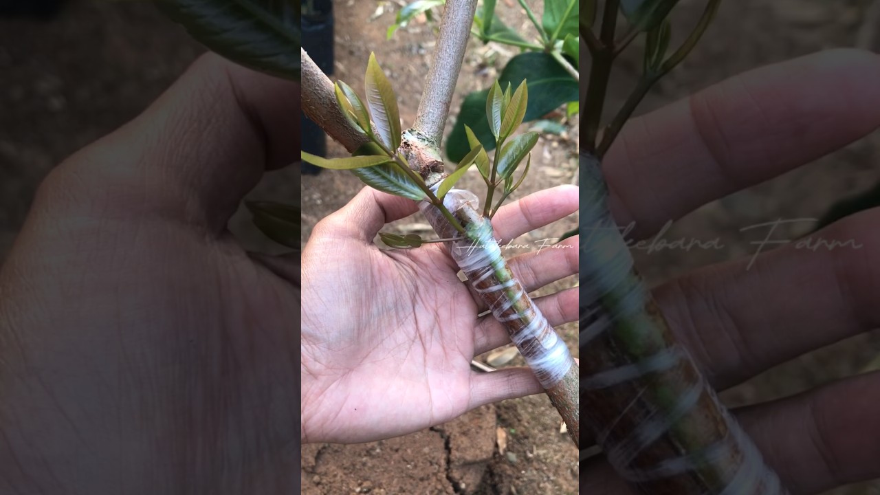 Cara Sambung Sisip Jambu Air | Hasilnya Luar Biasa!