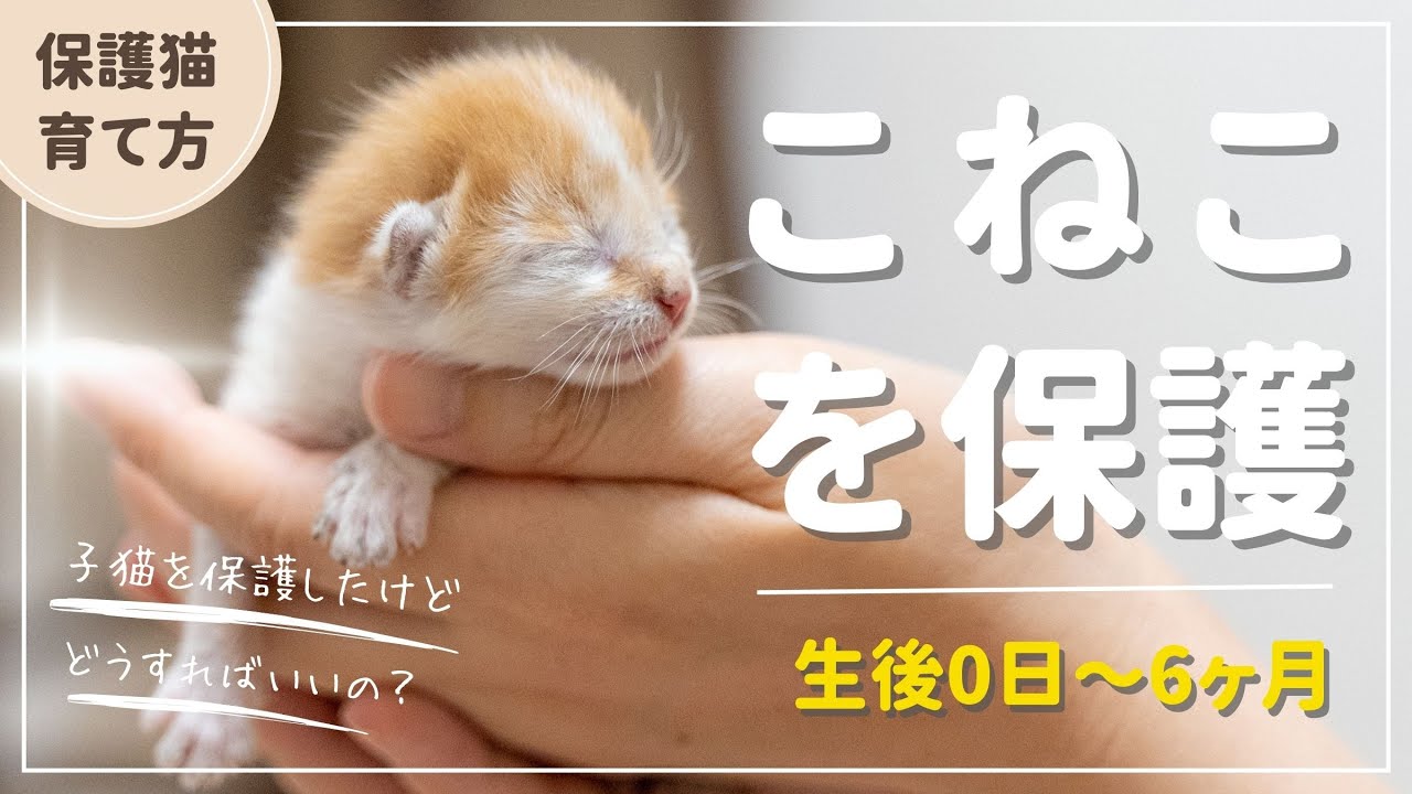 【保護猫の育て方】生後0日〜半歳までの赤ちゃん猫の育て方。授乳などのお世話について。