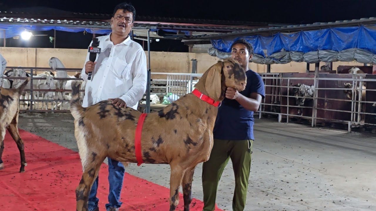 100 Kg Plus Weight Heavy Goats At Sanjari Goat Farm Padgha Bhiwandi.