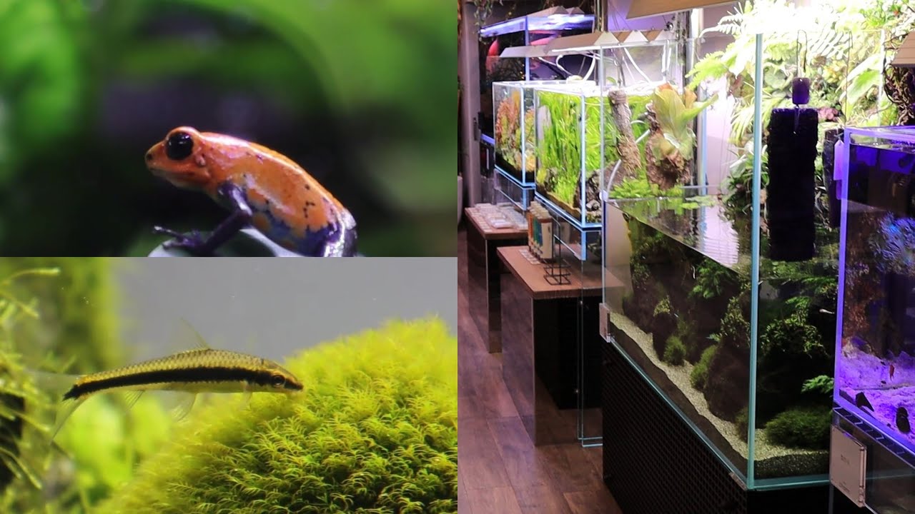 Amaizing aquascape & paludarium gallery 