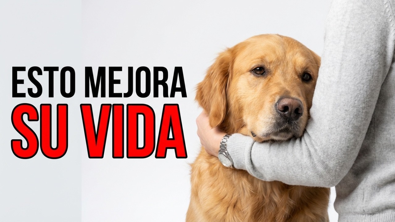 Tu perro espera ESTO de ti cada día (y casi nadie se lo da)