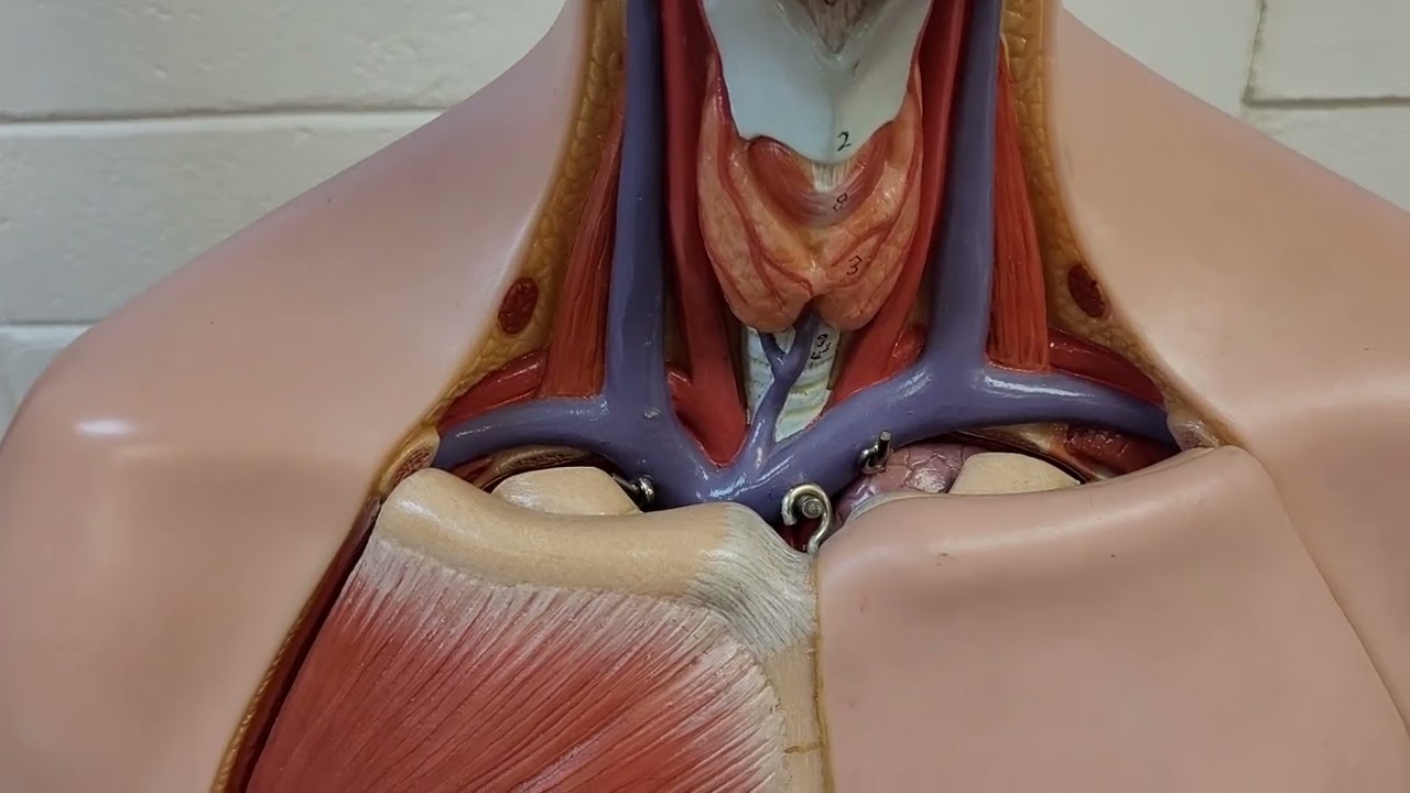 Thyroid Gland and Isthmus