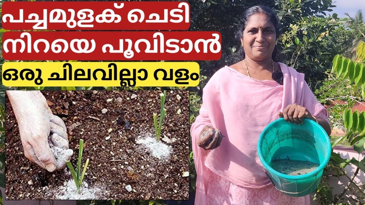പച്ചമുളക് നിറയെ പൂവിടാൻ  വീട്ടിലുള്ള ഇതു മതി | Home made fertilizer for flowering chilli |