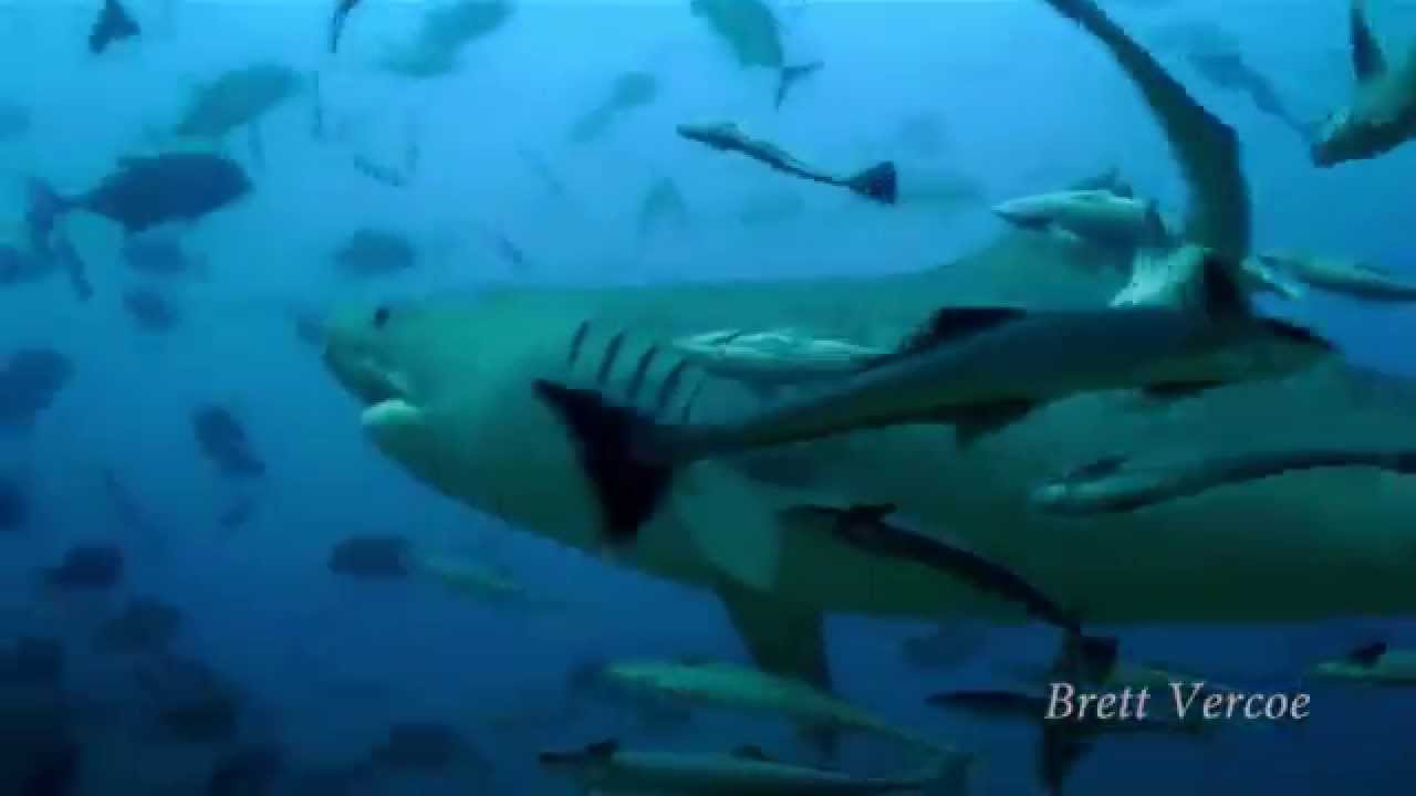 Fun in the ocean - watch in HD!