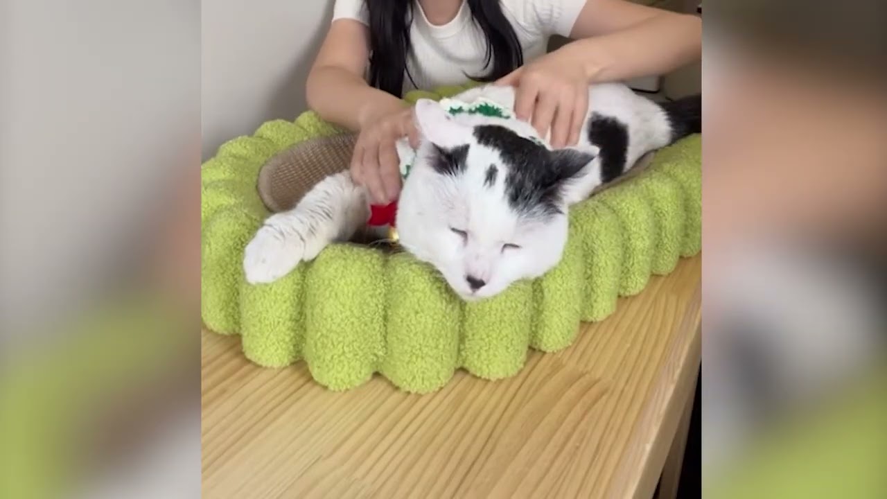 Collection of Cute Cats in 2026 Part 9 🐱