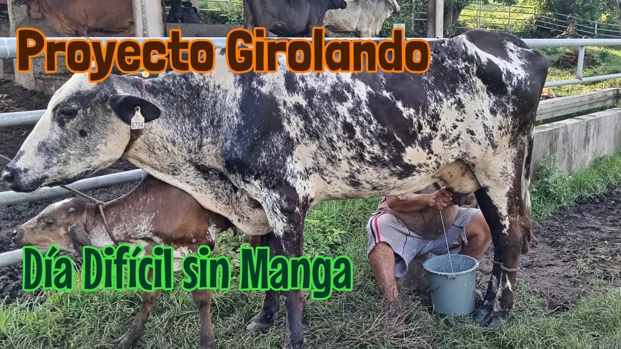 Ganadería Sin Manga: Superando Desafíos para Escoger el Mejor Ganado