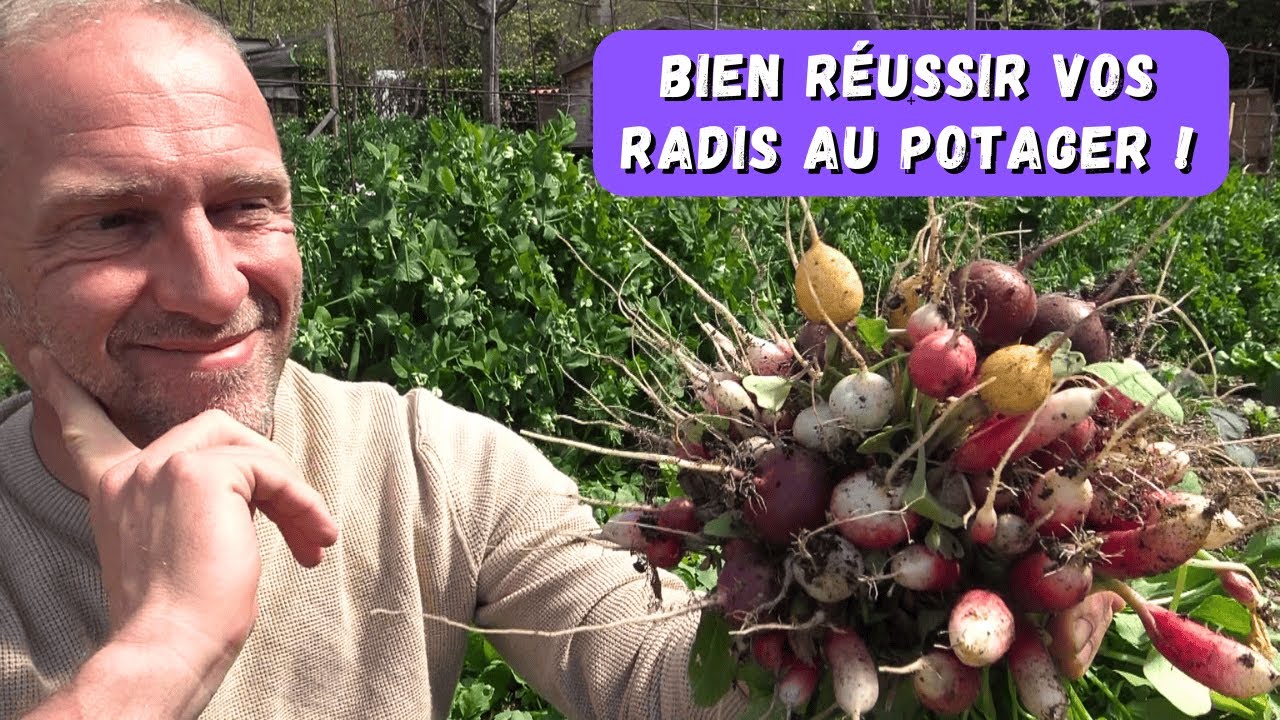 Réussir la culture des radis au potager