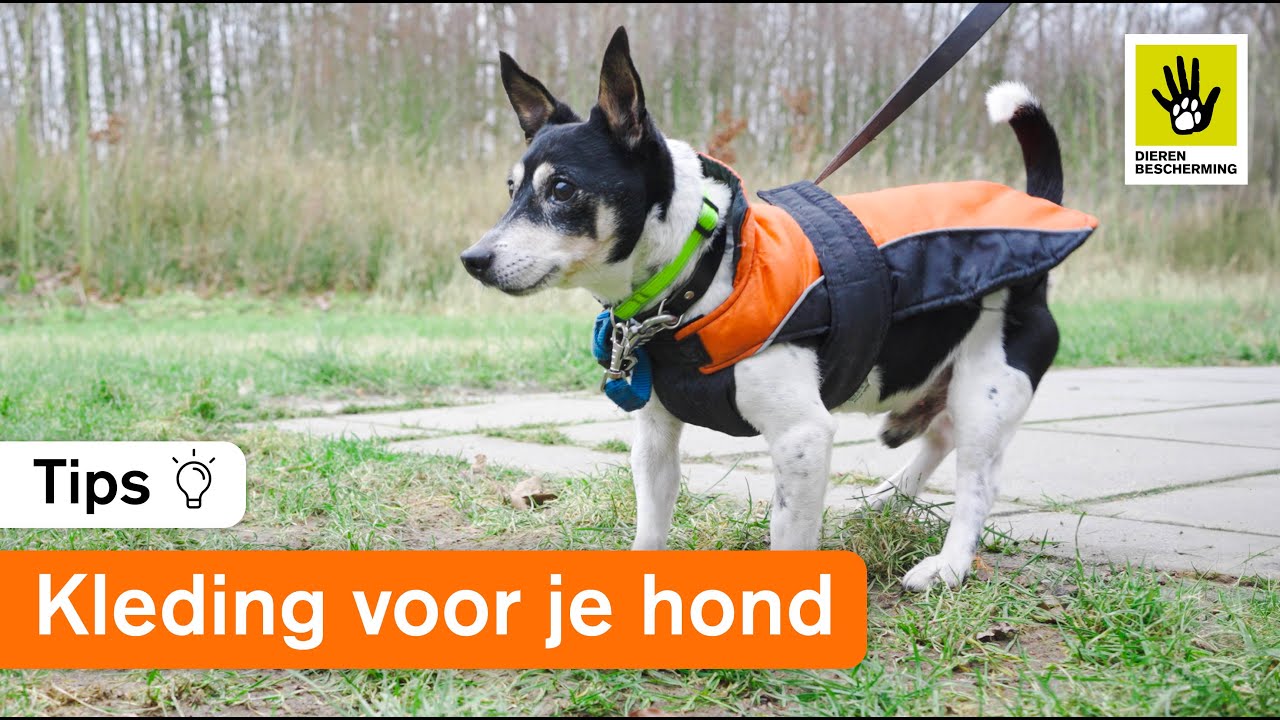 Een hondenjas met koud weer?