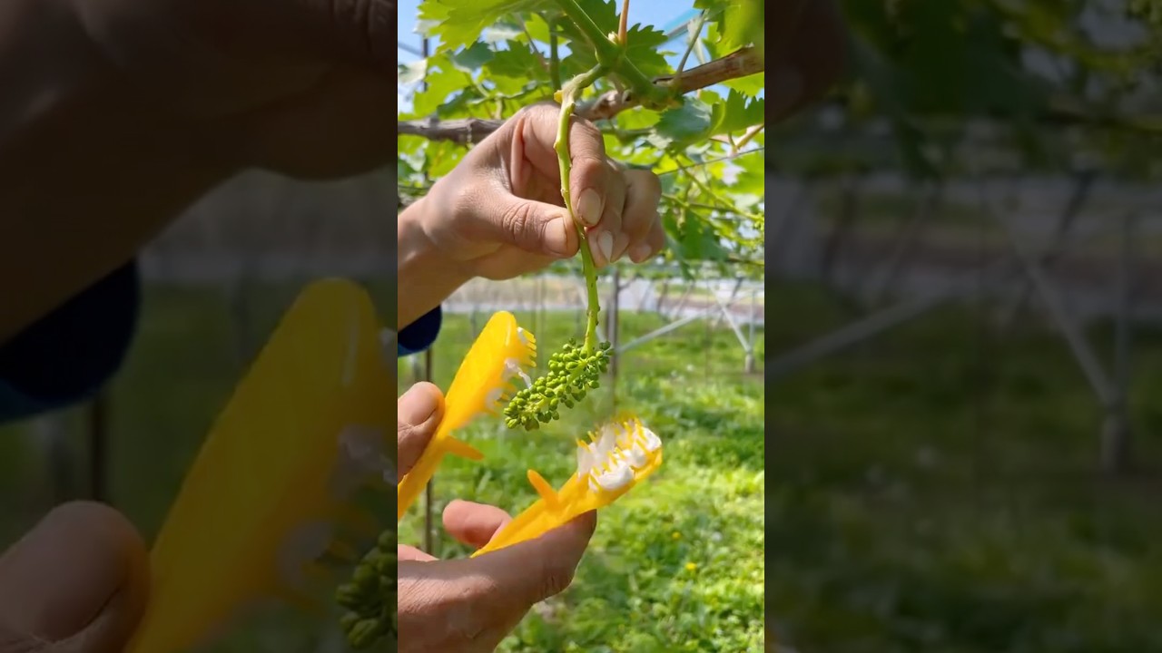 Efficient Tool for Thinning Grape Flower Clusters