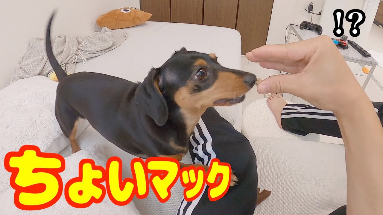 マック大好き犬が編み出した新しい芸「ちょいマック」が謎可愛いw