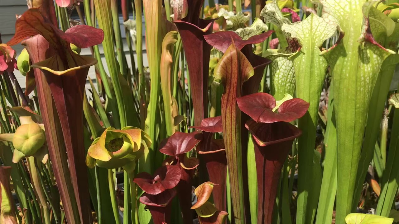 Sarracenia Spring 2020