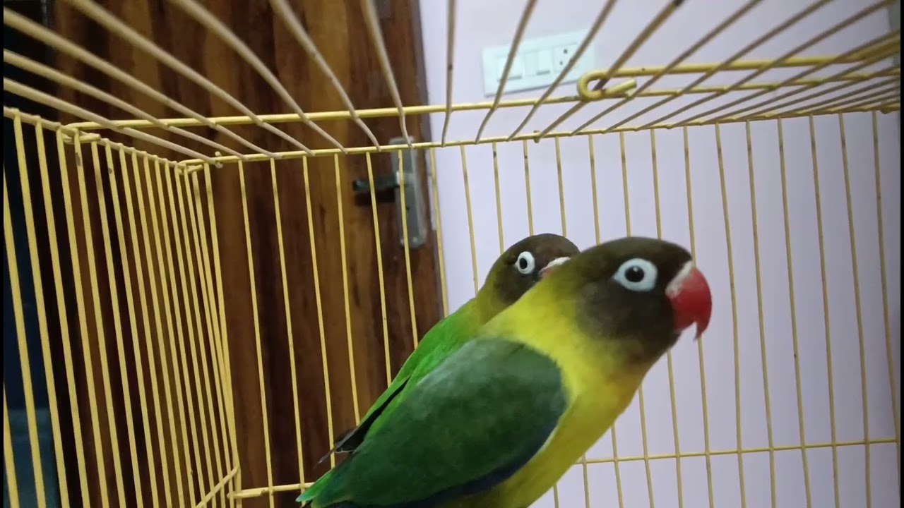 ਲੜਾਈ ਅਤੇ singing 🦜🦜 (ep-362) #lovebirdspair #hardeep_lally #lovebirds #birds #viralvideo