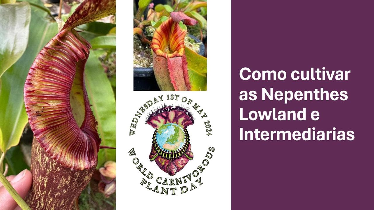 Como cultivar as Nepenthes Lowland e Intermediarias