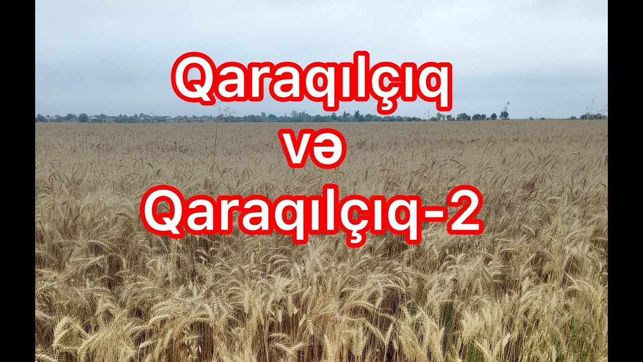 Buğda sortları-(I). Qaraqılçıq və Qaraqılçıq-2.  Üstün və çatışmayan cəhətləri.Məhsuldarlığı.