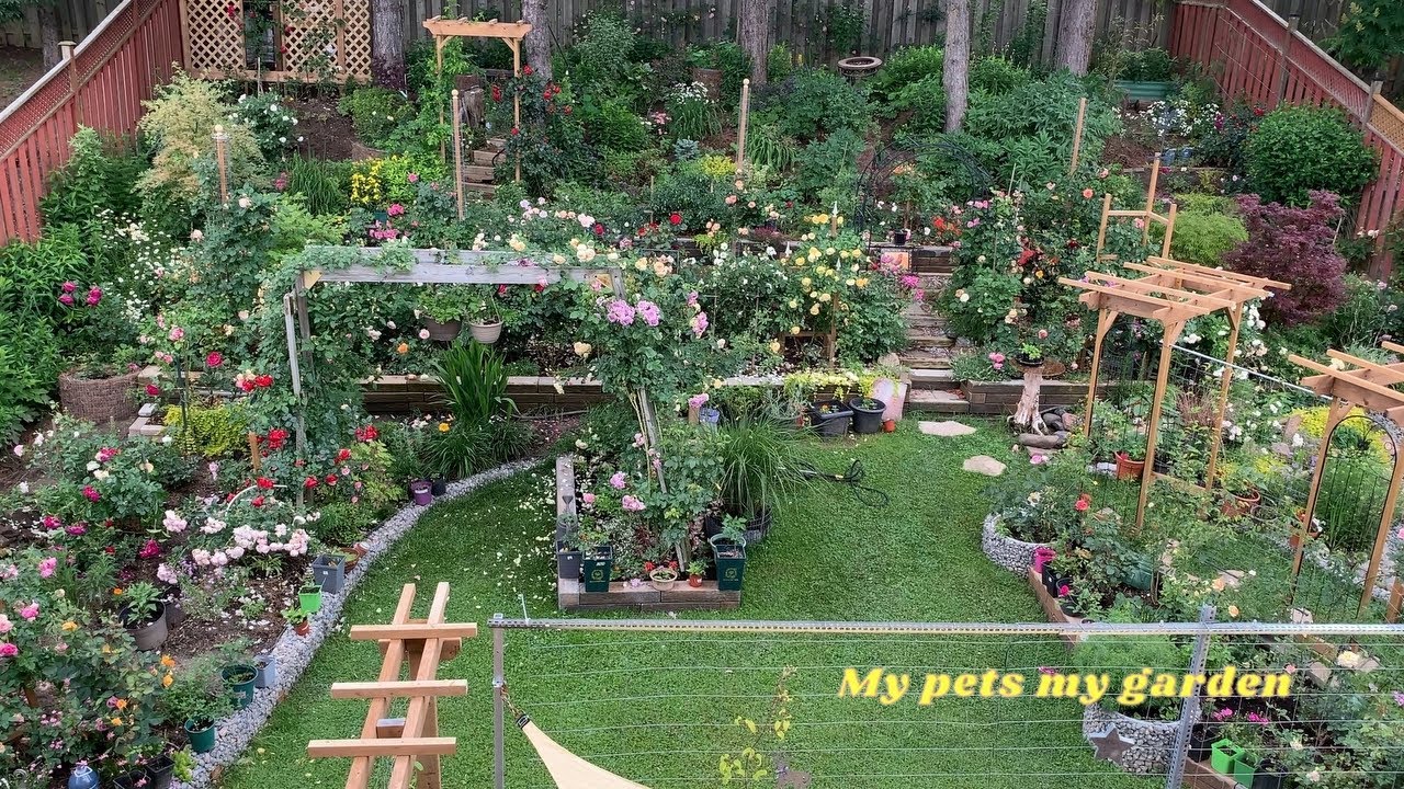 |Looking back at the scenery of my garden (5) 2024 July 23 & August 3 | Healing |My pets my garden |